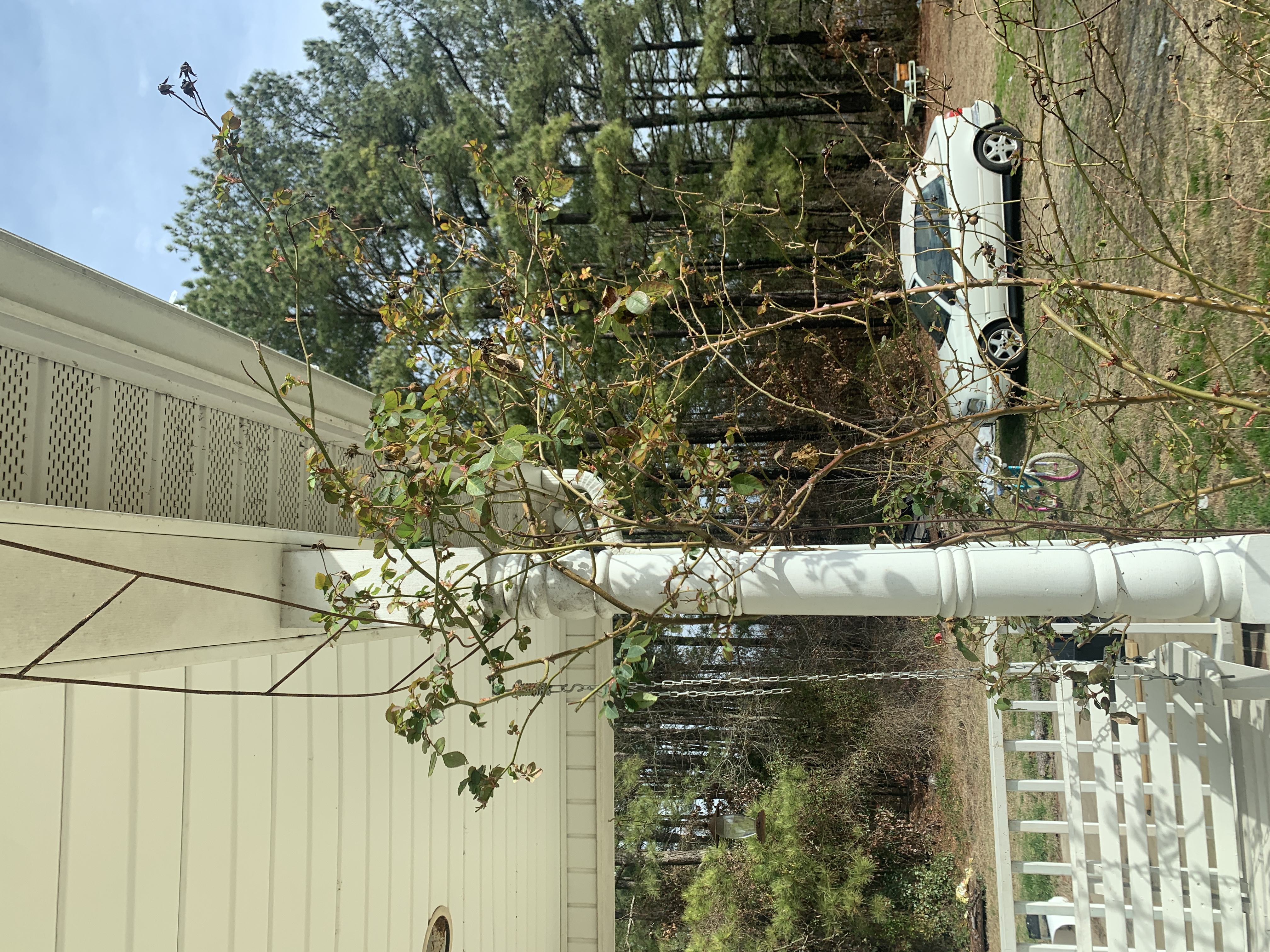 pruning